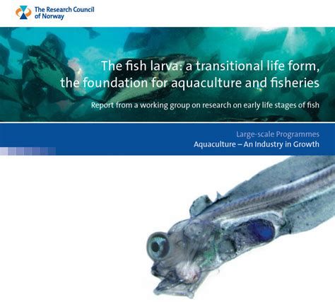 fish larvae|The fish larva: a transitional life form, the foundation for .